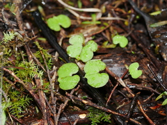 Corybas trilobus aggregate
