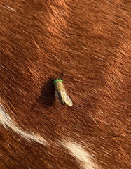 Tabanus nigrovittatus