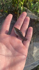 Poecilia latipinna