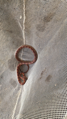 Pantherophis guttatus