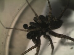 Pardosa hortensis