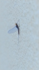 Baetidae