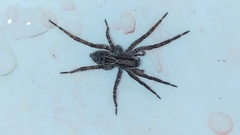 Lycosinae