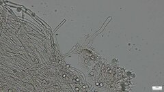 Laccaria japonica