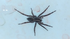 Lycosinae