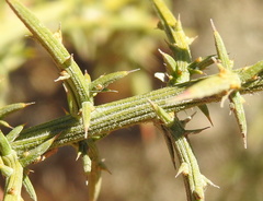 Ulex australis australis