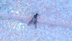 Formicidae