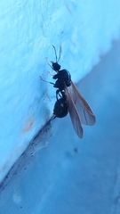 Formicidae