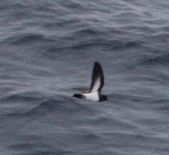 Fregetta grallaria