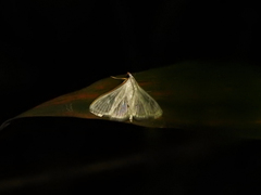 Palpita