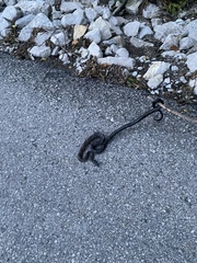 Pantherophis spiloides