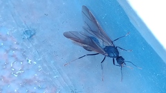 Formicidae