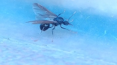 Formicidae