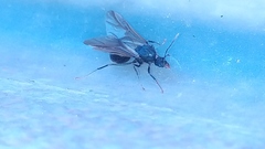 Formicidae
