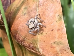 Habronattus coecatus