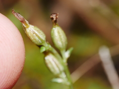 Acianthus sinclairii
