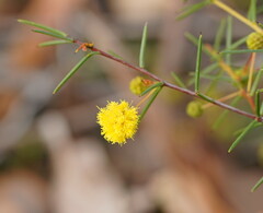 Acacia brownii