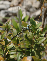 Gomphus simillimus
