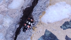 Eriopis connexa