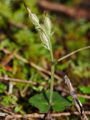 Acianthus sinclairii