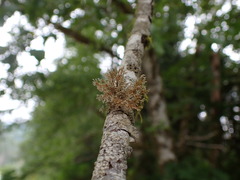 Sphaerophorus tuckermanii