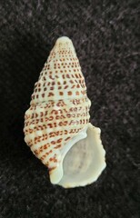 Cerithium litteratum