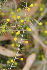 Acacia brownii