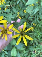 Helianthus strumosus