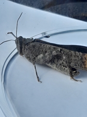 Dissosteira carolina