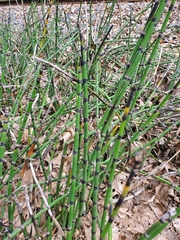 Equisetum hyemale