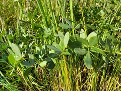 Baptisia alba