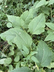 Helianthus strumosus