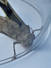 Dissosteira carolina