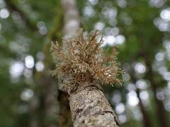 Sphaerophorus tuckermanii