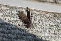 Dissosteira carolina