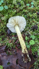 Tricholoma subsejunctum