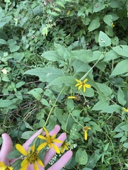 Helianthus strumosus