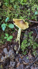 Tricholoma subsejunctum