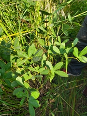 Baptisia alba