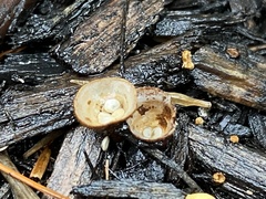 Cyathus stercoreus