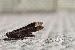 Dissosteira carolina