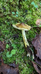 Tricholoma subsejunctum