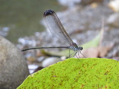 Psolodesmus mandarinus dorothea