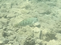 Thalassoma trilobatum