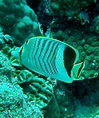 Chaetodon paucifasciatus