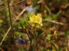Trifolium campestre