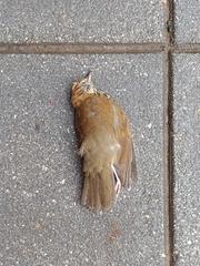 Hylocichla mustelina