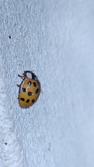 Harmonia axyridis
