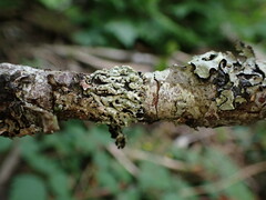 Menegazzia subsimilis