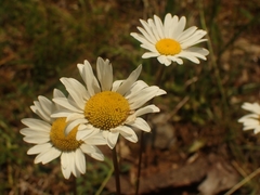 Leucanthemum